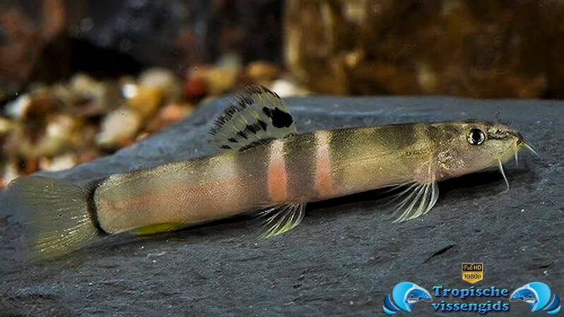 Schistura (cf.) balteata