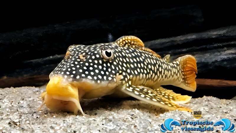 Scobinancistrus aureatus (L014)
