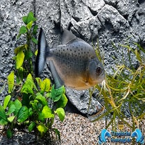 Serrasalmus rhombeus