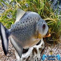 Serrasalmus rhombeus