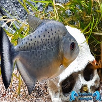 Serrasalmus rhombeus