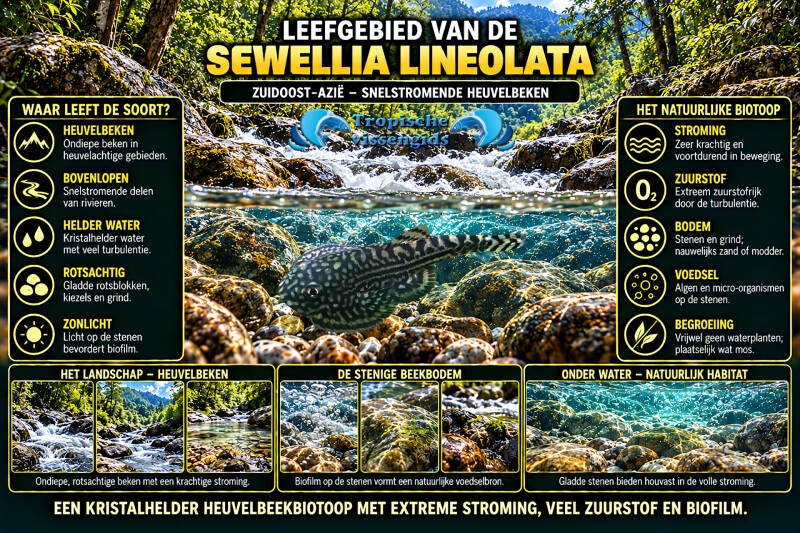 Sewellia lineolata