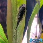 Sewellia lineolata