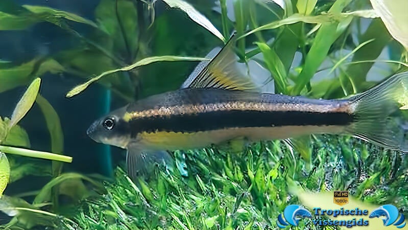 Crossocheilus oblongus