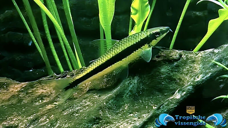 Crossocheilus oblongus