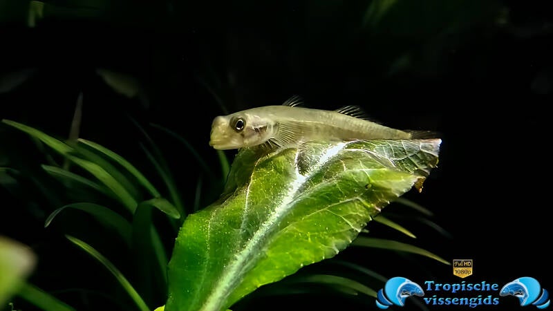 Sicyopus exallisquamulus vrouwtje
