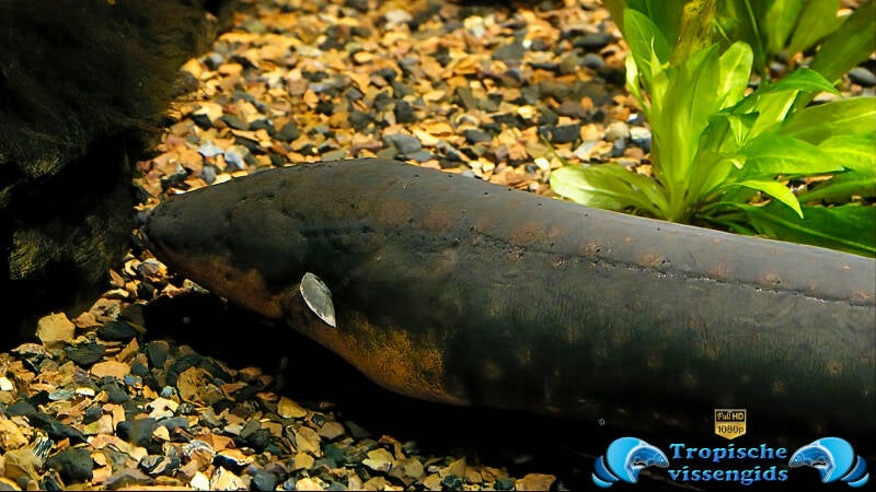 Electrophorus electricus