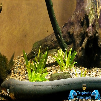 Electrophorus electricus