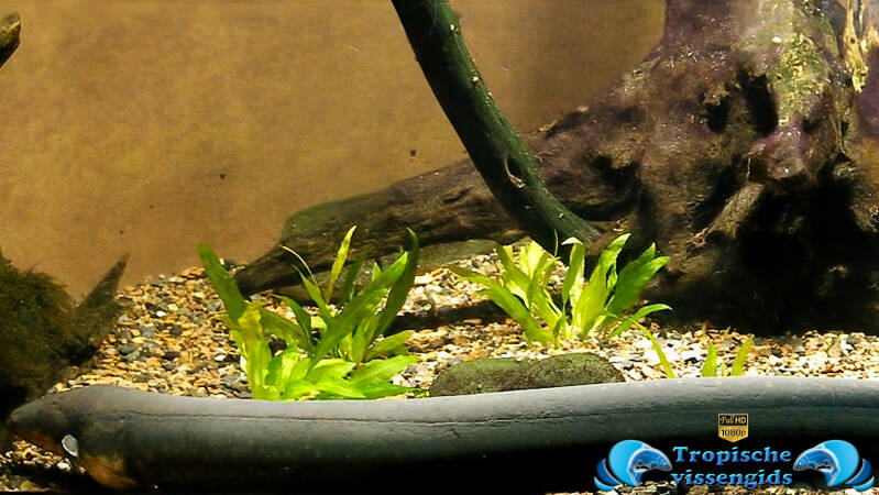 Electrophorus electricus