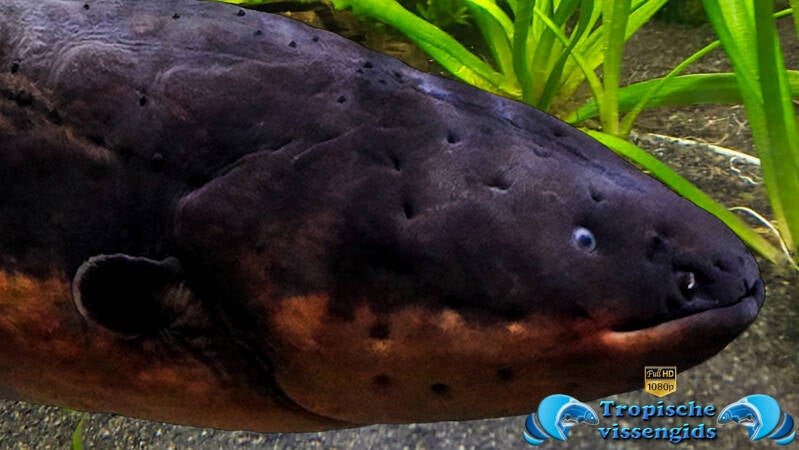 Electrophorus electricus