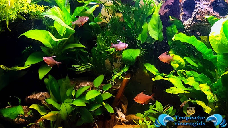 Megalamphodus bentosi