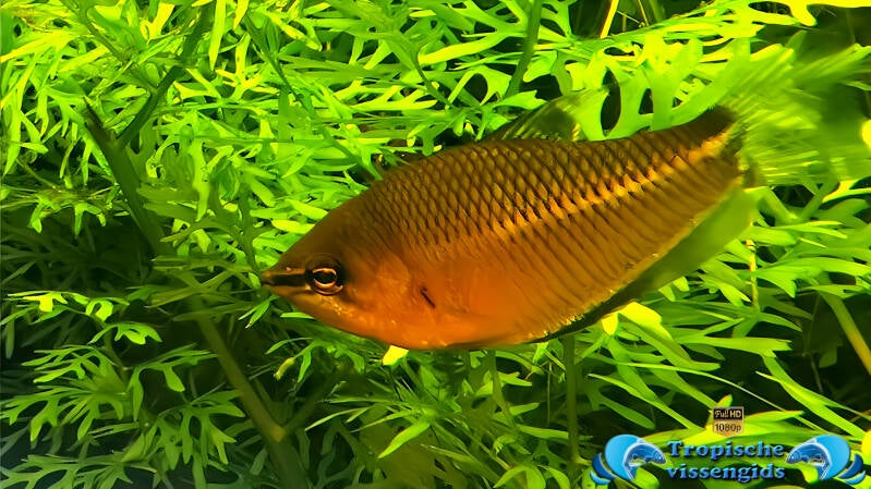 Sphaerichthys acrostoma