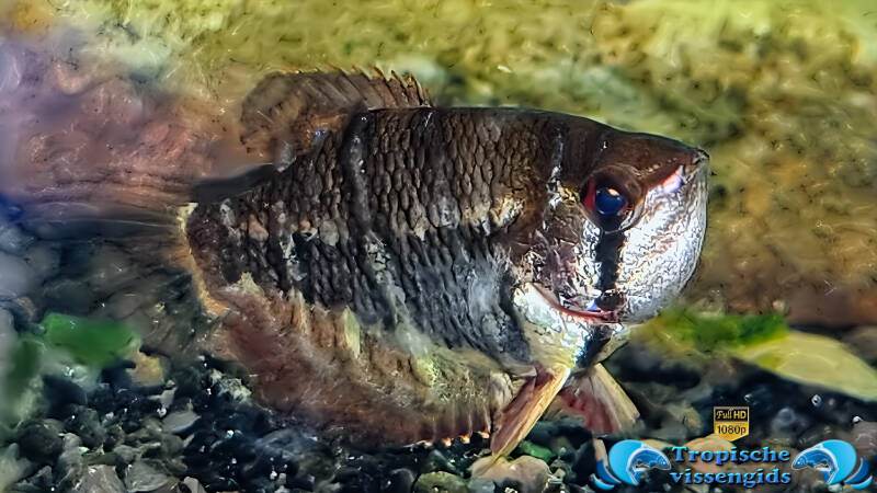 Sphaerichthys selatanensis
