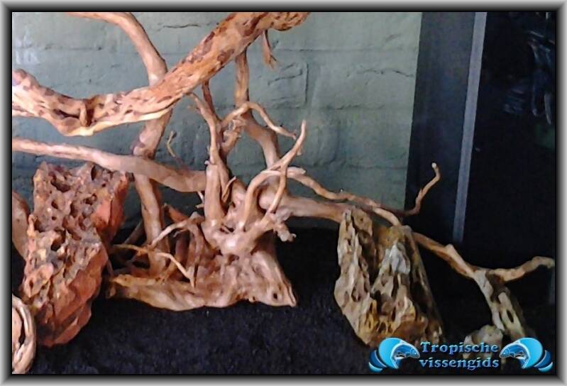 Wortelhout/Spiderwood