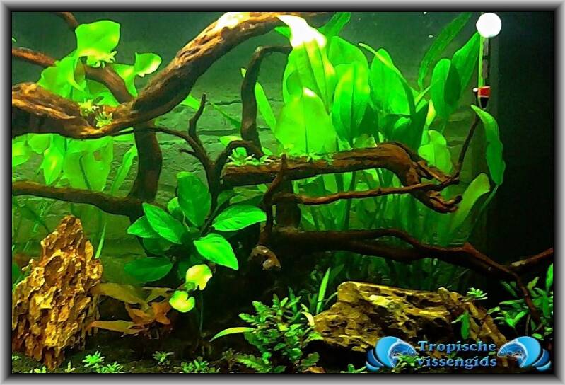 Wortelhout/Spiderwood