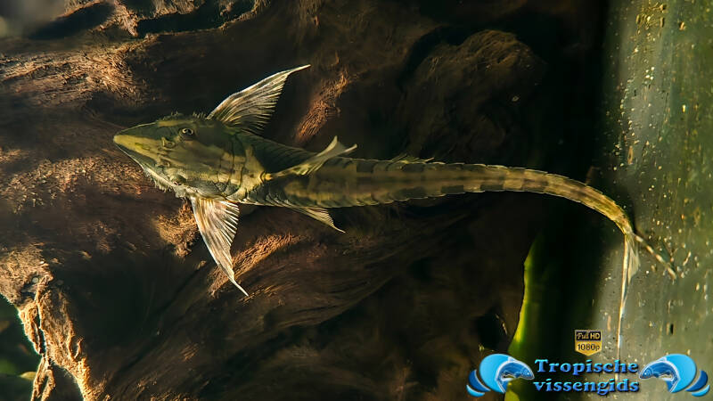 Sturisomatichthys panamense