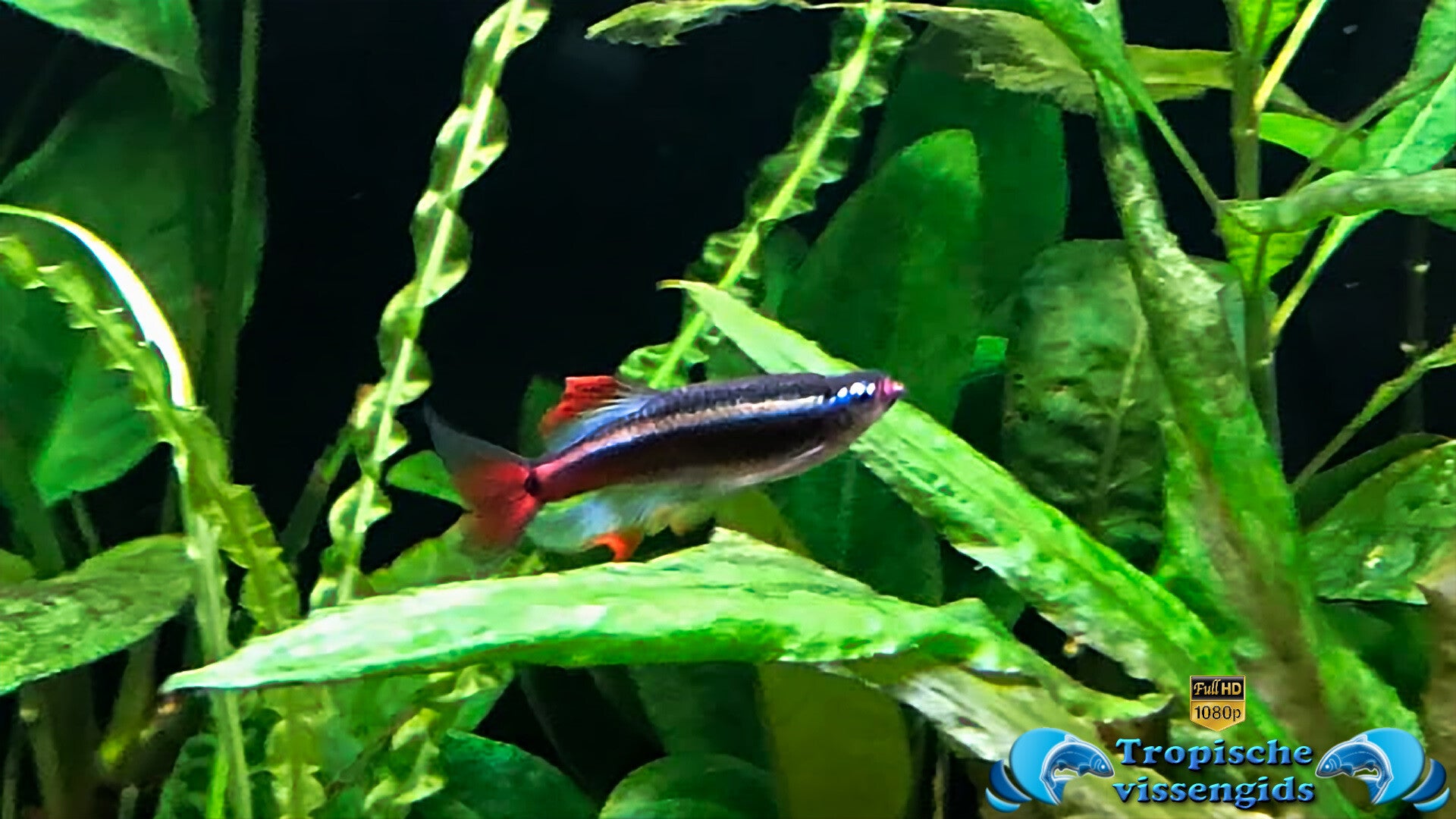 Chinese danio