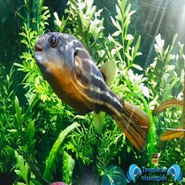 Tetraodon lineatus