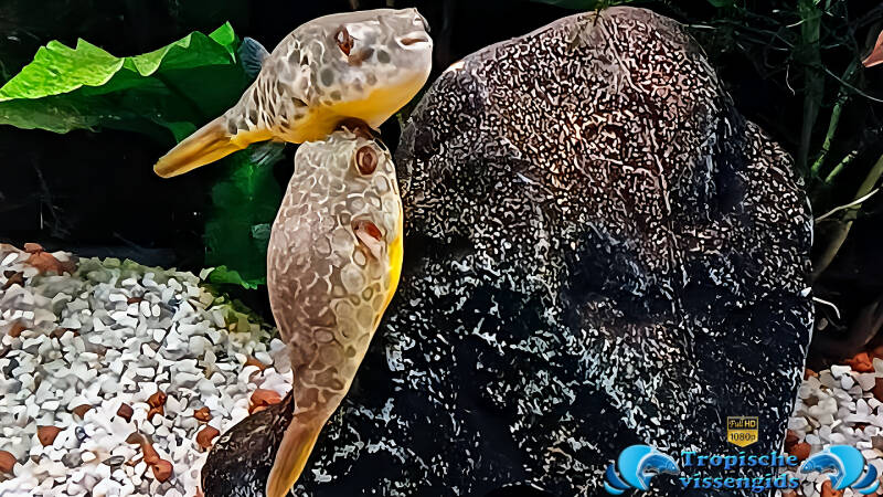 Schoutedeni kogelvis