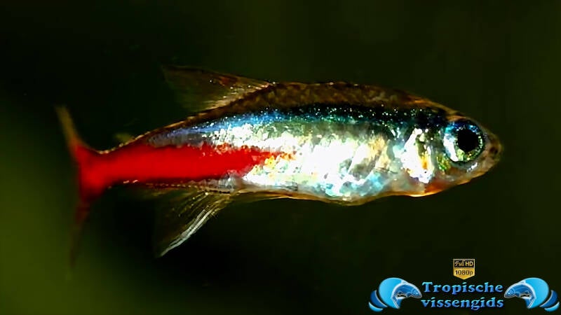 Tetraziekte/Neonziekte