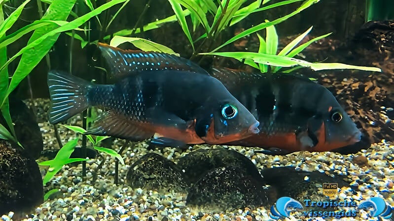 Thorichthys meeki