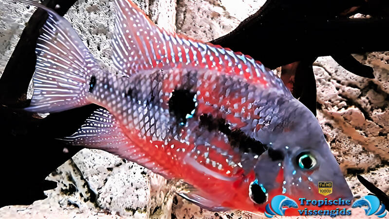 Thorichthys meeki