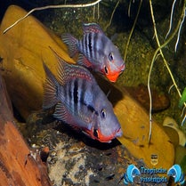 Thorichthys meeki