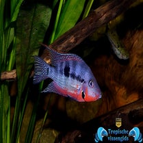 Thorichthys meeki