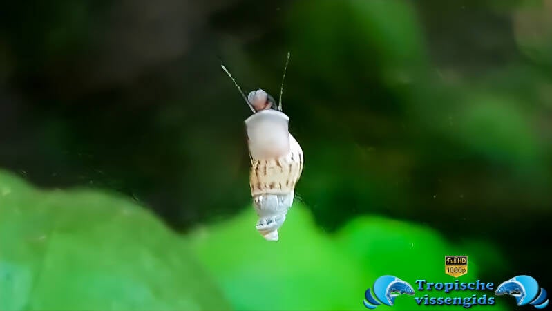 Melanoides tuberculata