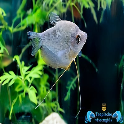 Trichopodus microlepis