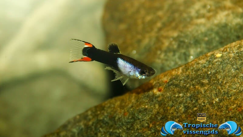 Poecilia wingei &quot;Tuxedo silverado&quot;