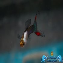 Poecilia wingei "Tuxedo silverado"