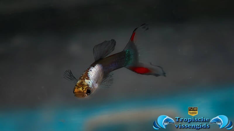 Poecilia wingei &quot;Tuxedo silverado&quot;