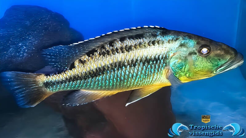 Tyrannochromis macrostoma