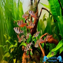 Desmopuntius pentazona