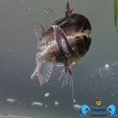 Pantodon buchholzi
