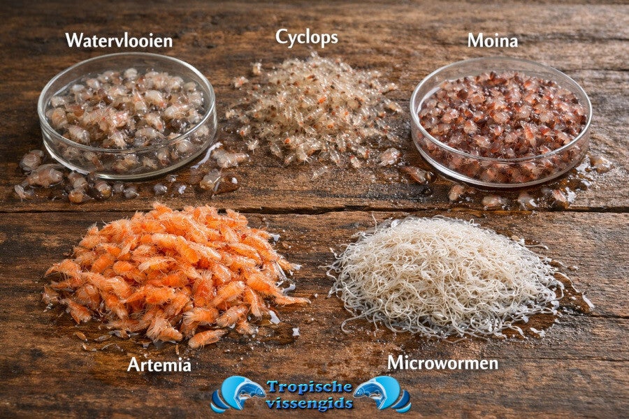 Voedseldiertjes kweken