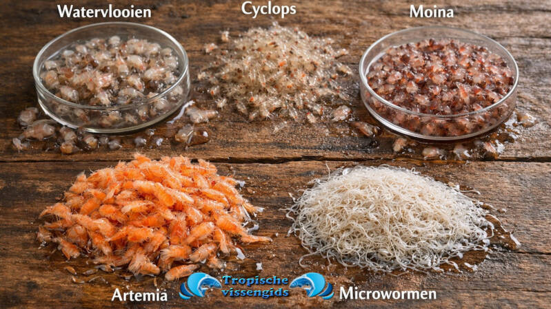 Voedseldiertjes kweken voor aquariumvissen