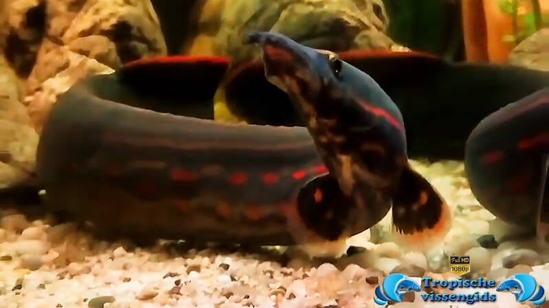 Mastacembelus erythrotaenia