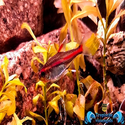 Hemigrammus erythrozonus