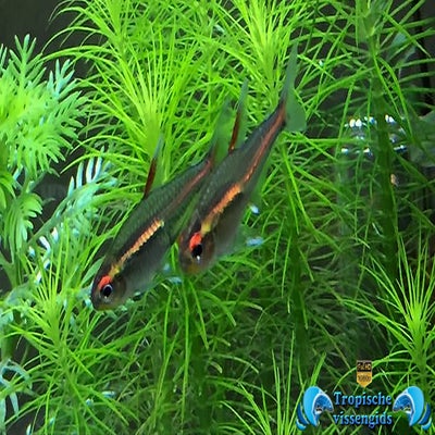 Hemigrammus erythrozonus