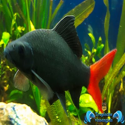 Epalzeorhynchos bicolor