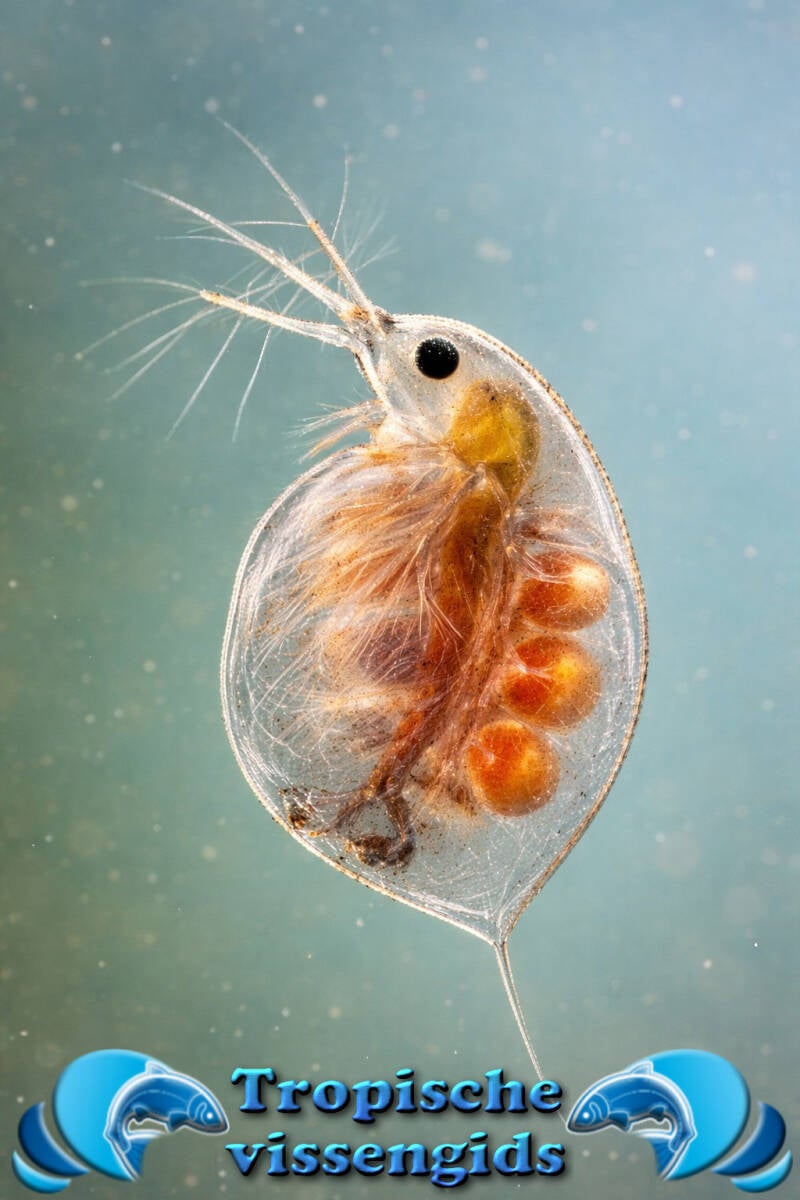 Zelf Watervlooien kweken