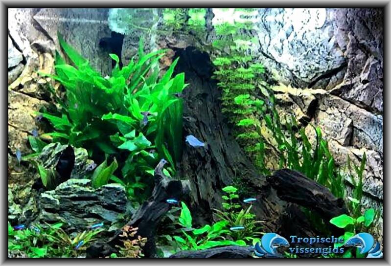 Aquarium met 3D achtergrond