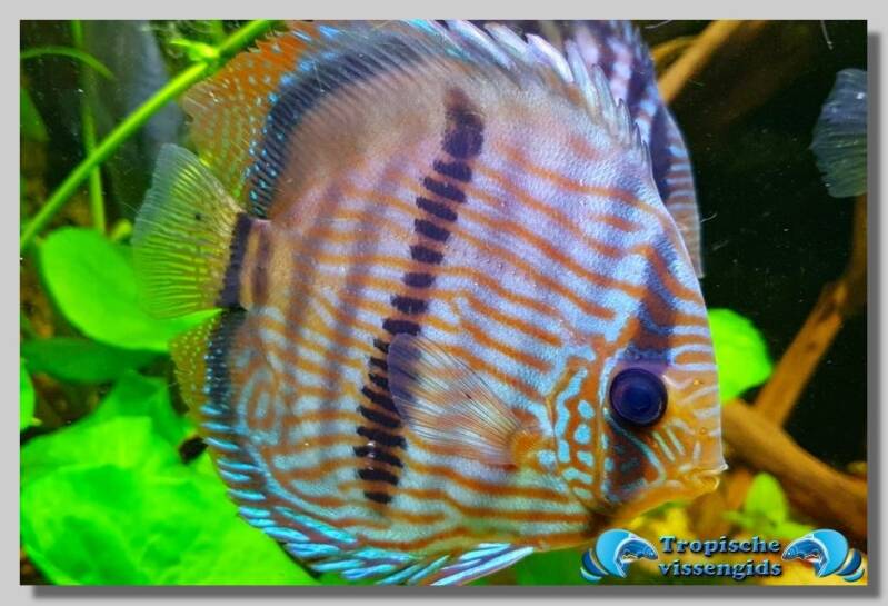 Symphysodon discus (Heckel Discus)