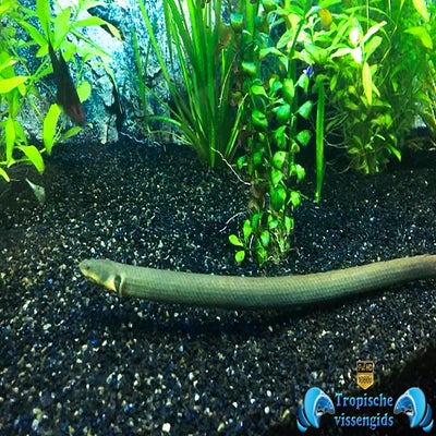 Erpetoichthys calabaricus