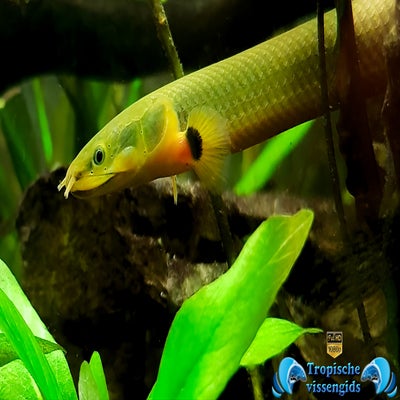 Erpetoichthys calabaricus
