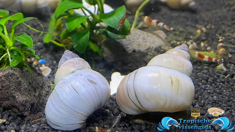 Filopaludina martensi