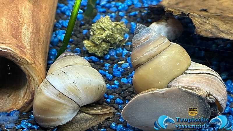 Filopaludina martensi