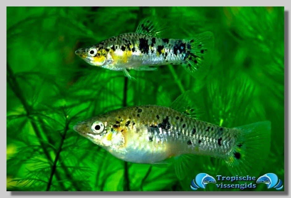 Cubaanse limia - Limia vittata - Tropischevissengids